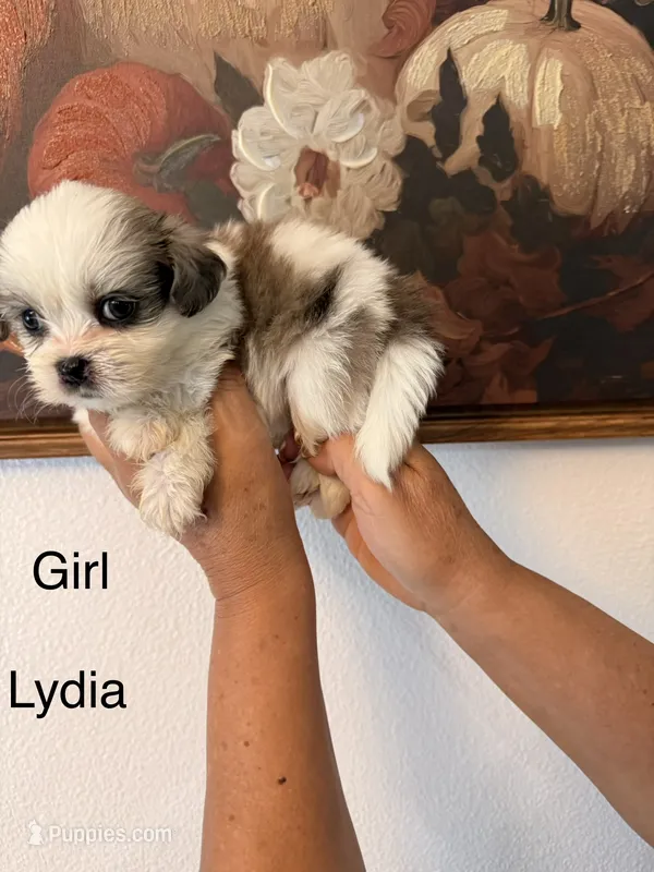 Lydia – Shih Tzu puppy for sale in Hesperia, CA