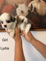 Lydia, a female Shih Tzu for sale in Hesperia, CA – 1 of 2