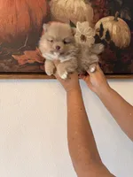 AKC Gizmo, a male Pomeranian for sale in Hesperia, CA – 4 of 4