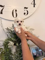 Stewart, a male Maltese for sale in Hesperia, CA – 2 of 2