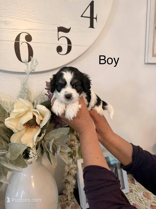 Max – Havamalt puppy for sale in Hesperia, CA