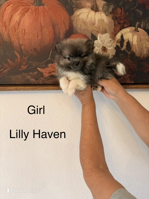 AKC Lilly Haven – Pomeranian puppy for sale in Hesperia, CA