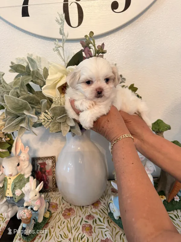 Elsa – Shih Tzu puppy for sale in Hesperia, CA