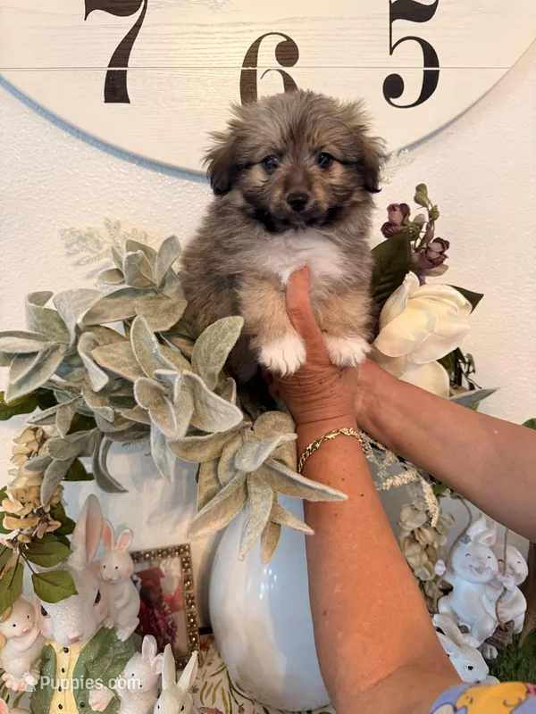 Peaches – Maltipom puppy for sale in Hesperia, CA