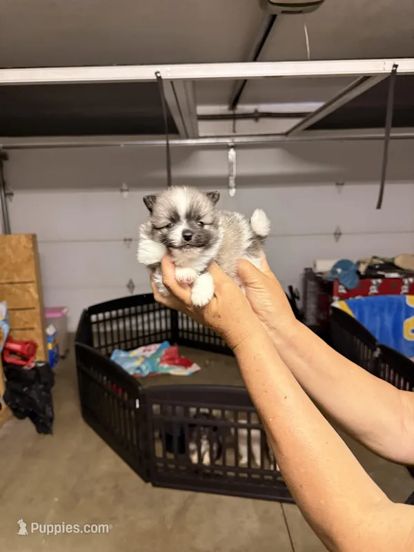 Duke  – Pomeranian puppy for sale in Hesperia, CA