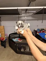 Duke , a male Pomeranian for sale in Hesperia, CA – Photo 1 of 2