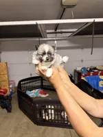 Duke , a male Pomeranian for sale in Hesperia, CA – Photo 2 of 2