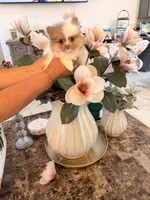 AKC Chanel, a female Pomeranian for sale in Hesperia, CA – 4 of 8