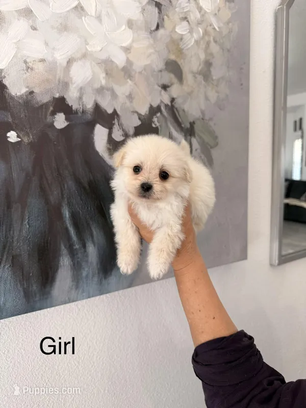 Sarah, a female Maltipom for sale in Hesperia, CA – Photo 1 of 1