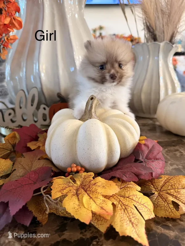 AKC Barbie – Pomeranian puppy for sale in Hesperia, CA