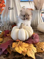 AKC Barbie, a female Pomeranian for sale in Hesperia, CA – 1 of 2