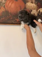 AKC Brooklyn, a female Pomeranian for sale in Hesperia, CA – 3 of 3