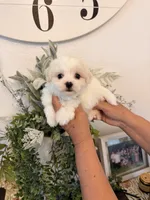 Ralphie , a male Maltese for sale in Hesperia, CA – 2 of 2