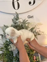 Pepper, a female Shih Tzu for sale in Hesperia, CA – 3 of 3