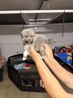 Cosmo , a male Pomeranian for sale in Hesperia, CA – Photo 2 of 2