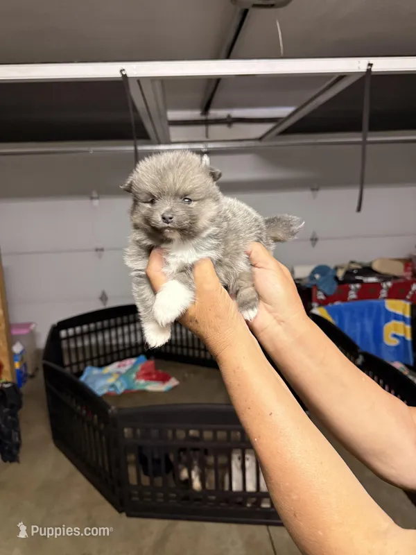 Cosmo  – Pomeranian puppy for sale in Hesperia, CA