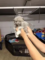 Cosmo , a male Pomeranian for sale in Hesperia, CA – Photo 1 of 2