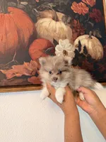 AKC Diamond, a female Pomeranian for sale in Hesperia, CA – 2 of 4
