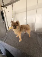 Shadow, a male Pomeranian for sale in Hesperia, CA – Photo 3 of 3