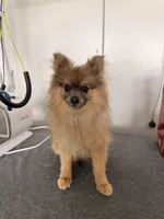 Shadow, a male Pomeranian for sale in Hesperia, CA – Photo 1 of 3