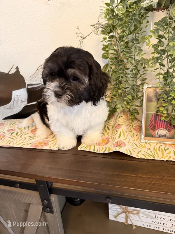 Milo – Havamalt puppy for sale in Hesperia, CA