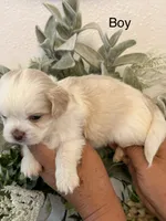 Charlie, a male Shih Tzu for sale in Hesperia, CA – 2 of 2