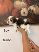Rambo, a male Shih Tzu for sale in Hesperia, CA – 2 of 2