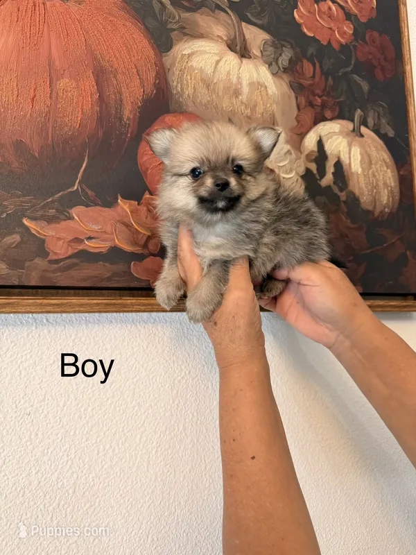 AKC Ranger – Pomeranian puppy for sale in Hesperia, CA