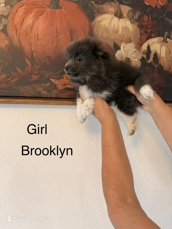 AKC Brooklyn – Pomeranian puppy for sale in Hesperia, CA