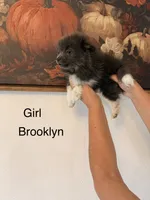 AKC Brooklyn, a female Pomeranian for sale in Hesperia, CA – 1 of 3