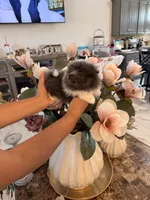 AKC Bruce, a male Pomeranian for sale in Hesperia, CA – 3 of 6