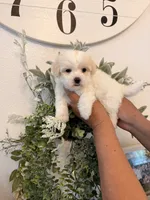 Joy, a female Maltese for sale in Hesperia, CA – 2 of 2