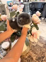 AKC Bruce, a male Pomeranian for sale in Hesperia, CA – 2 of 6