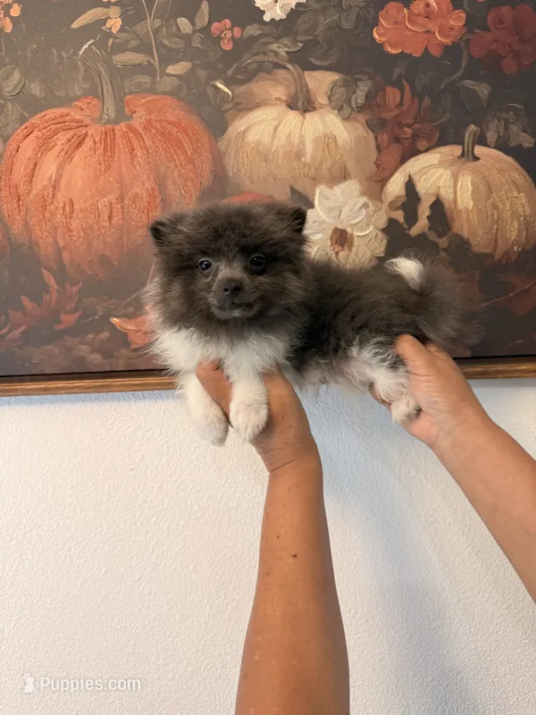 AKC Bruce – Pomeranian puppy for sale in Hesperia, CA