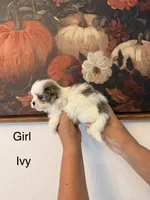 Ivy, a female Shih Tzu for sale in Hesperia, CA – 1 of 2