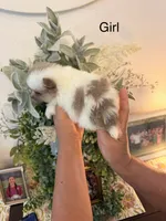 Chanel, a female Pomeranian for sale in Hesperia, CA – 2 of 2