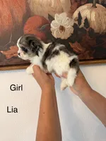 Lia, a female Shih Tzu for sale in Hesperia, CA – 1 of 2