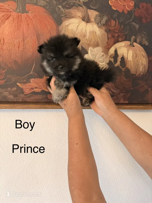 AKC Prince – Pomeranian puppy for sale in Hesperia, CA