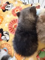 AKC Sophie, a female Pomeranian for sale in Hesperia, CA – 2 of 2