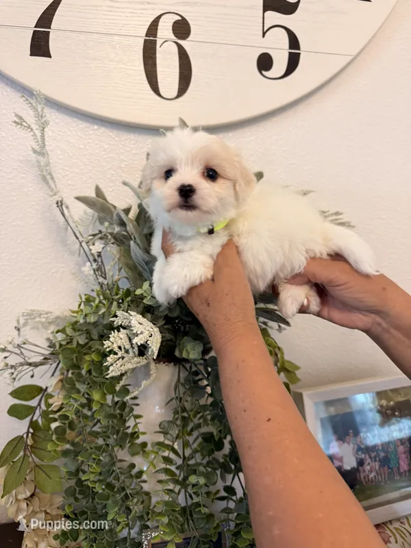 Ralphie  – Maltese puppy for sale in Hesperia, CA