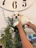 Ralphie , a male Maltese for sale in Hesperia, CA – 1 of 2