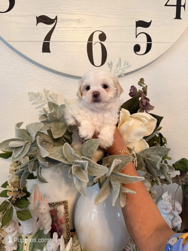 Anna – Shih Tzu puppy for sale in Hesperia, CA