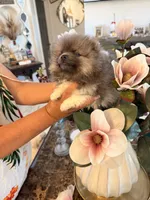 AKC Ken, a male Pomeranian for sale in Hesperia, CA – 3 of 6