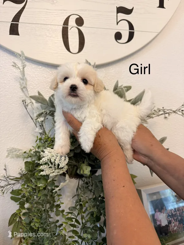 Joy – Maltese puppy for sale in Hesperia, CA