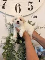 Joy, a female Maltese for sale in Hesperia, CA – 1 of 2