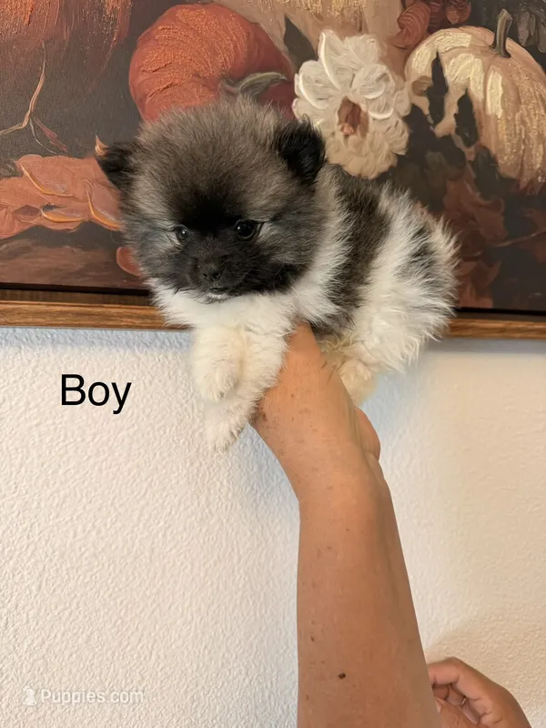 AKC Shadow  – Pomeranian puppy for sale in Hesperia, CA