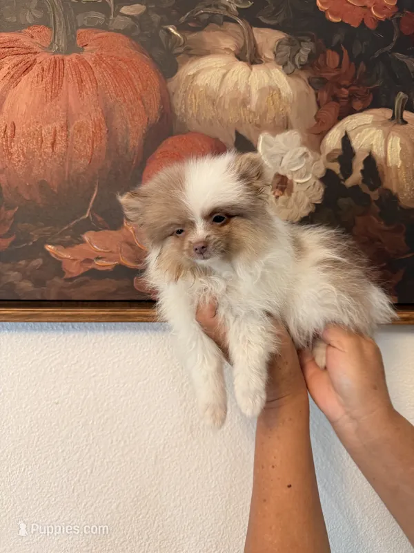AKC Chanel – Pomeranian puppy for sale in Hesperia, CA
