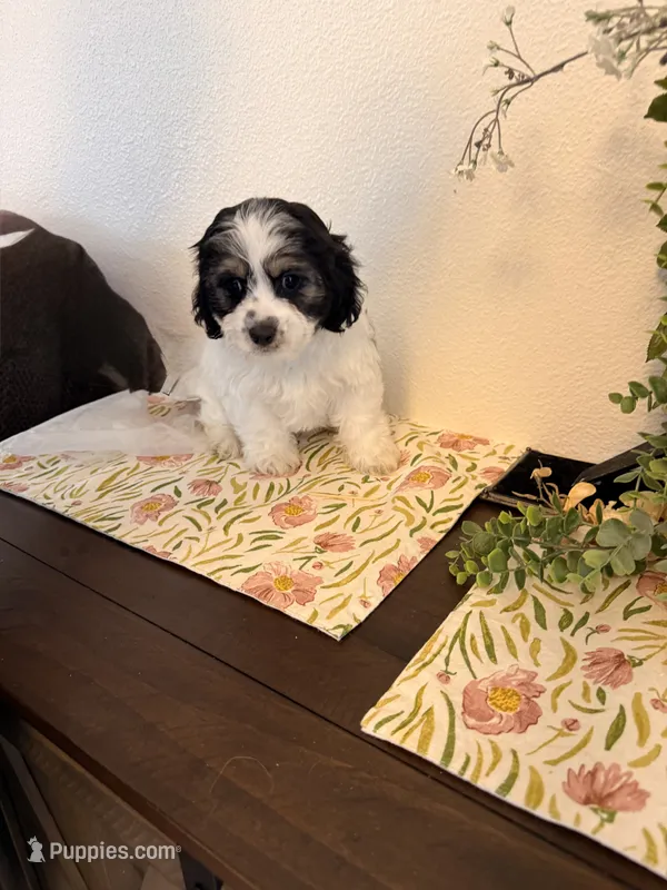 Max – Havamalt puppy for sale in Hesperia, CA