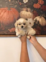 Cooper, a male Shih Tzu for sale in Hesperia, CA – 2 of 2
