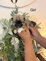 Bella, a female Pomeranian for sale in Hesperia, CA – 2 of 3